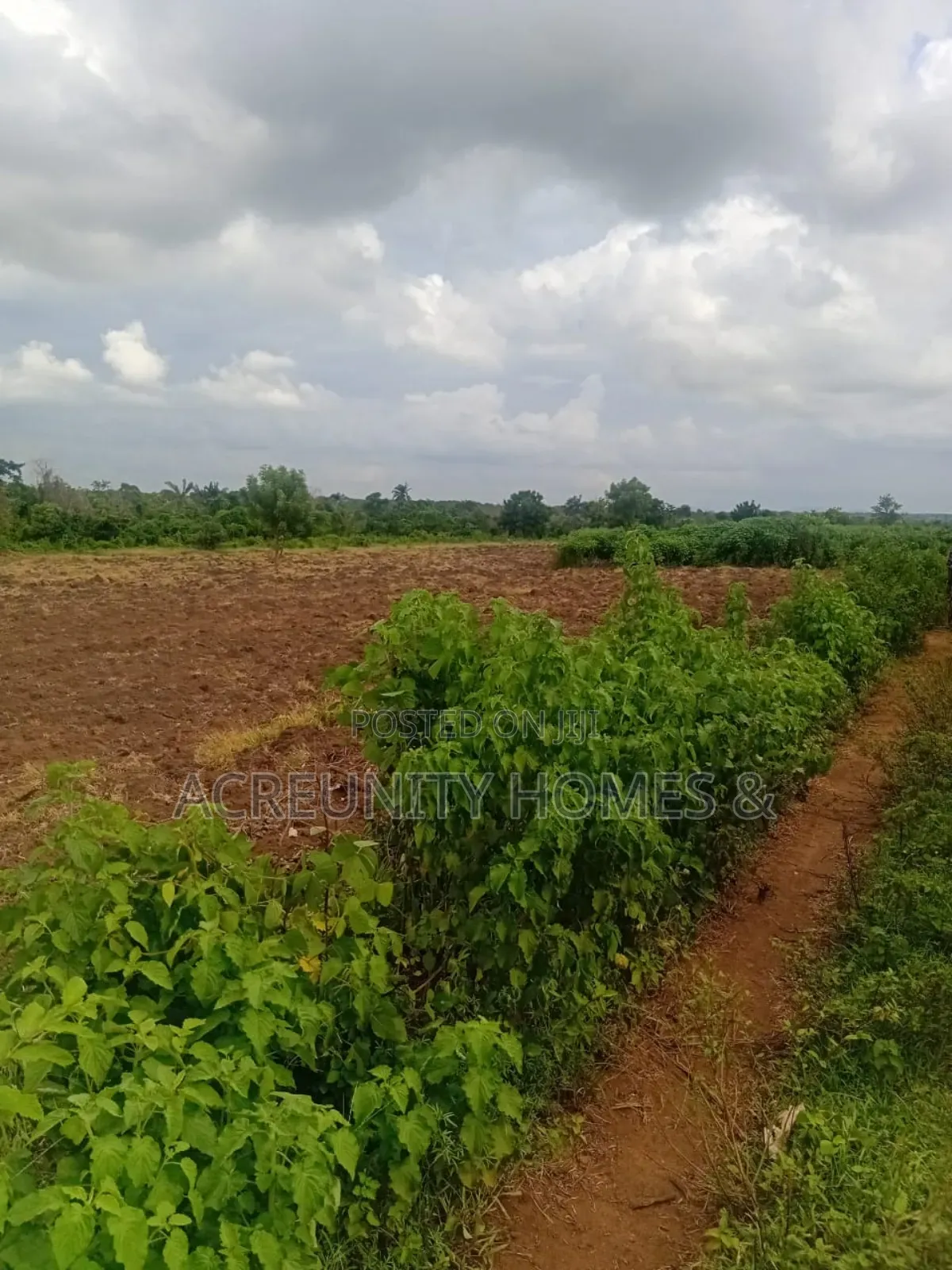 100 Acres of Fertile Farmland Available at Panu Village, Komu Igbojaye in Itesiwaju