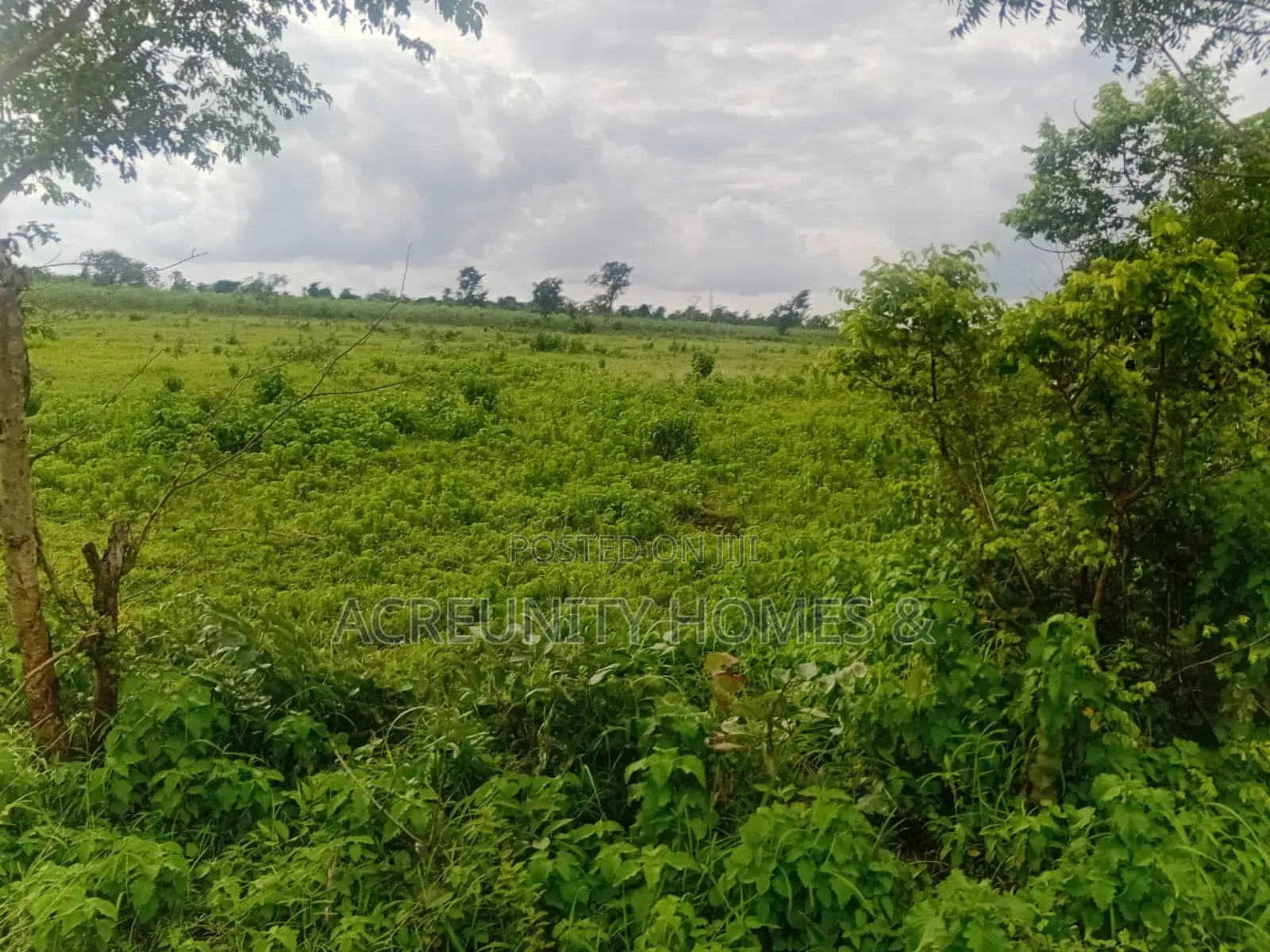 100 Acres of Fertile Farmland Available at Panu Village, Komu Igbojaye in Itesiwaju