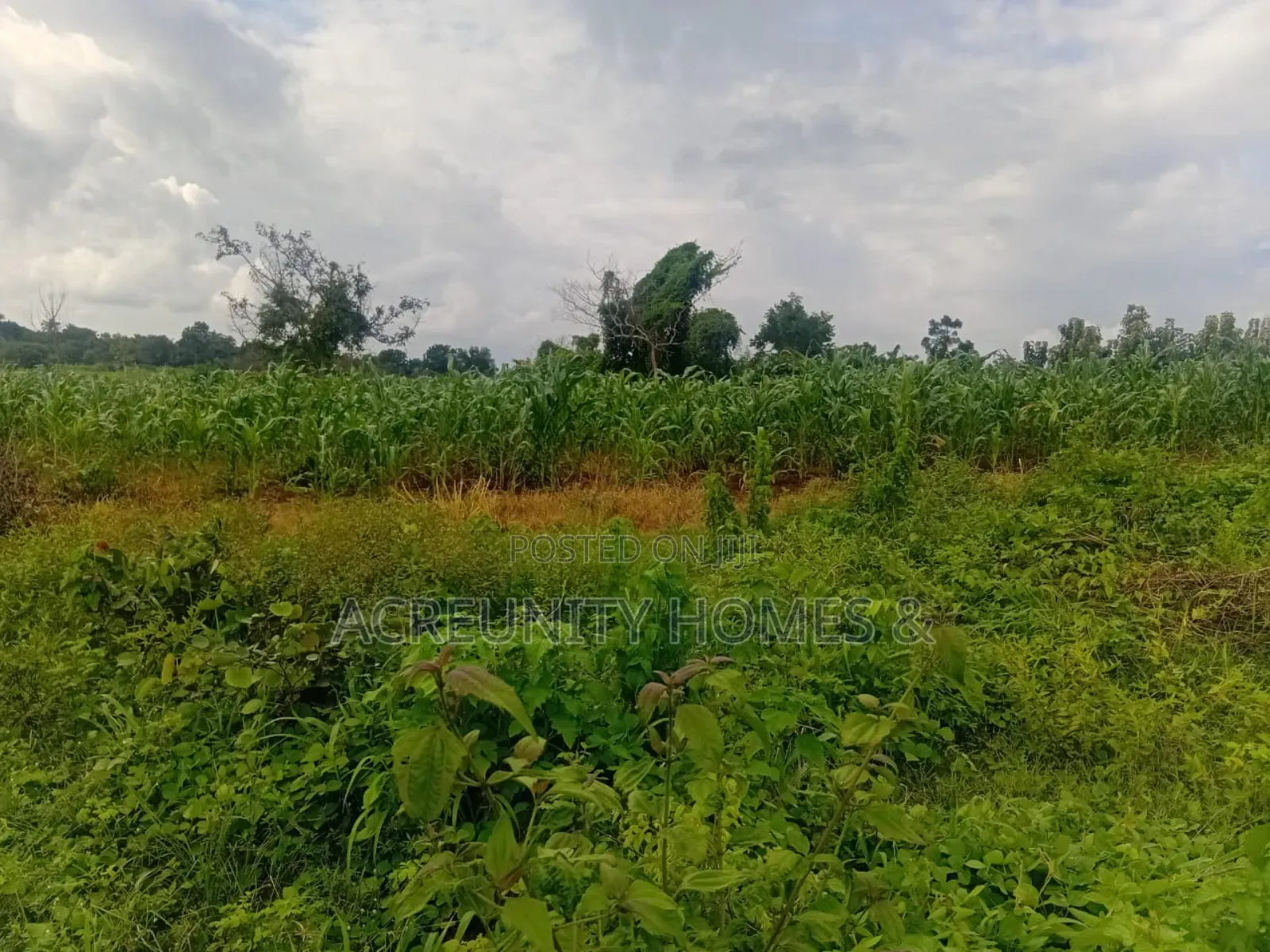 100 Acres of Fertile Farmland Available at Panu Village, Komu Igbojaye in Itesiwaju