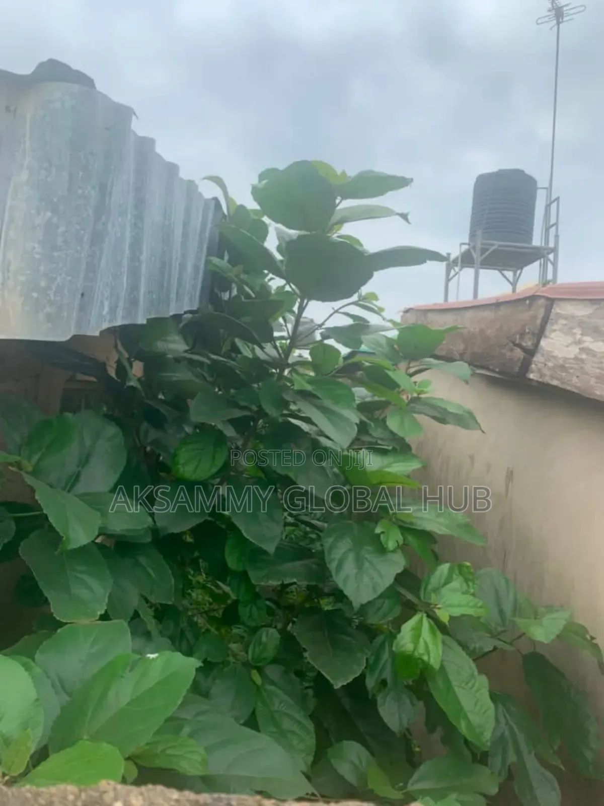 6bdrm Bungalow in Iyana Agbala. Ife, Ibadan for sale in Ibadan