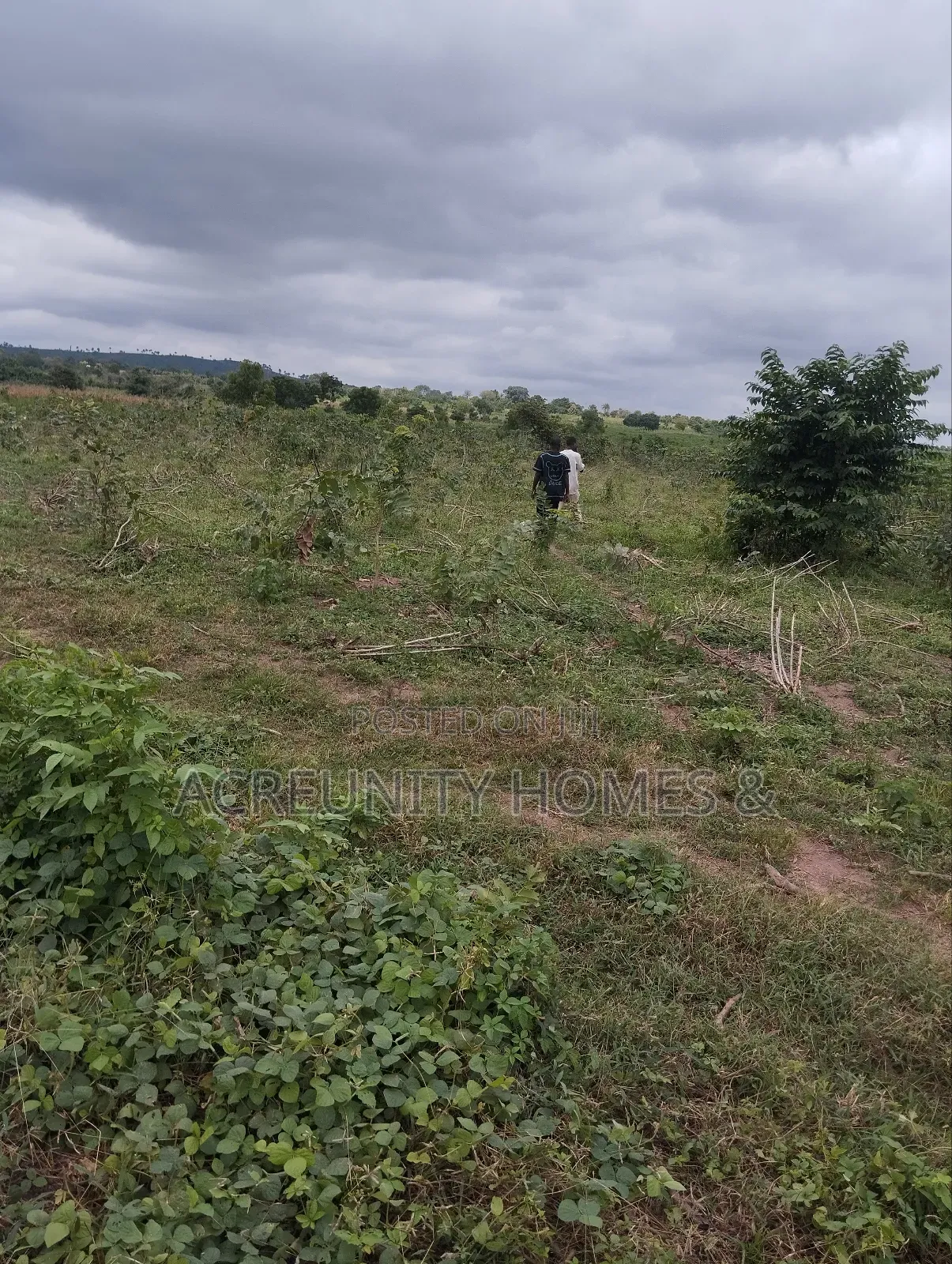 65 Acres of Farmland for Sale at Shaki Road Area Market, Otu Itesiwaju in Itesiwaju