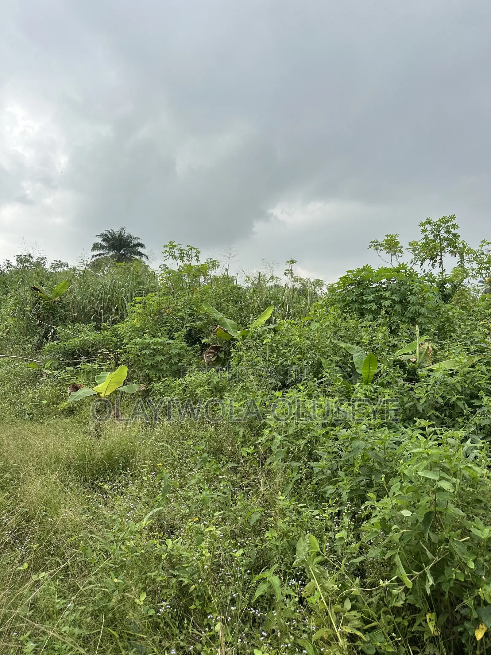 Agric Land for Sale in Obafemi-Owode