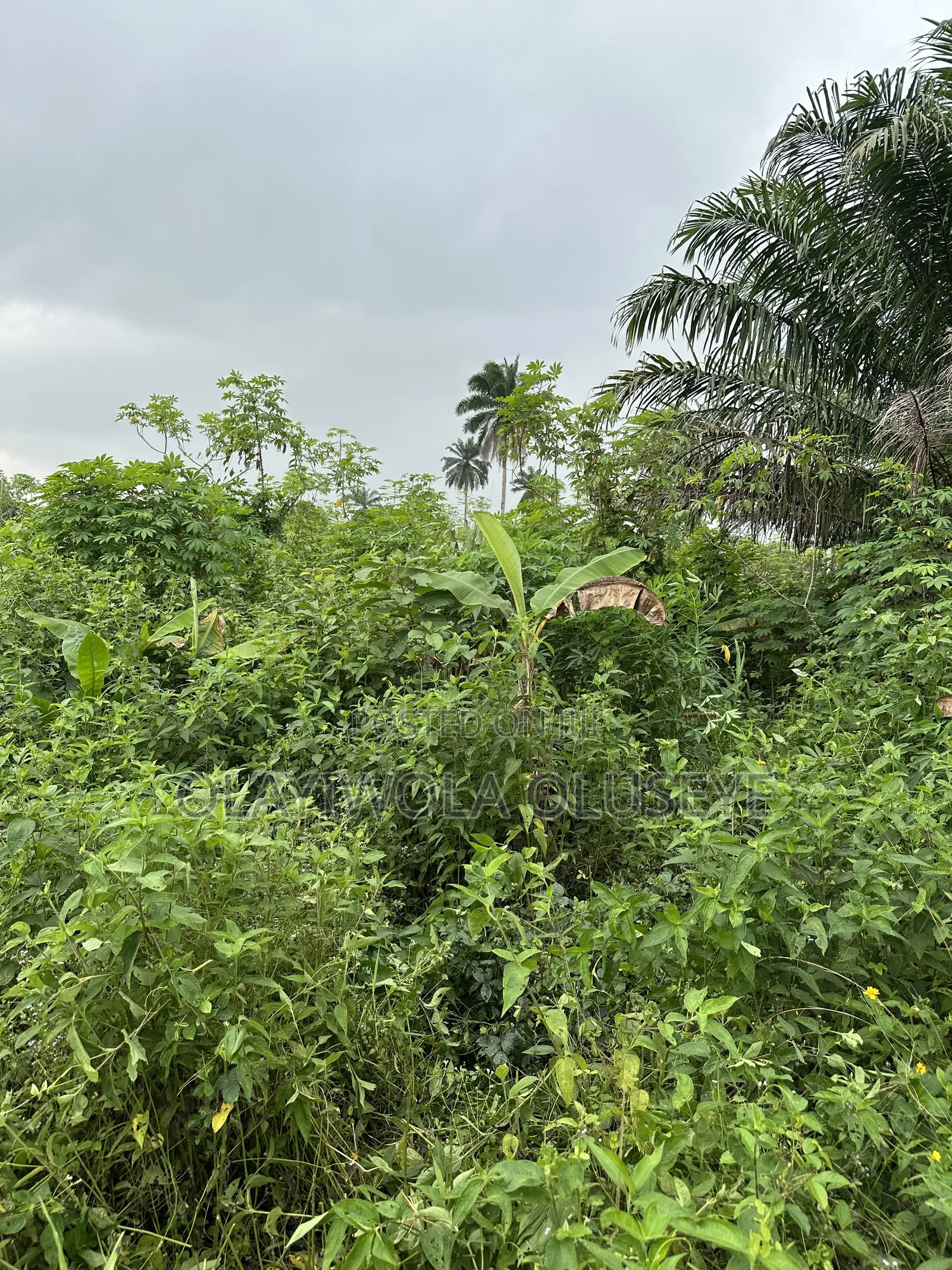 Agric Land for Sale in Obafemi-Owode