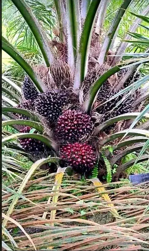 Premium 40-Acre Mature Oil Palm Plantation – Edo State for Sale in Uhunmwonde