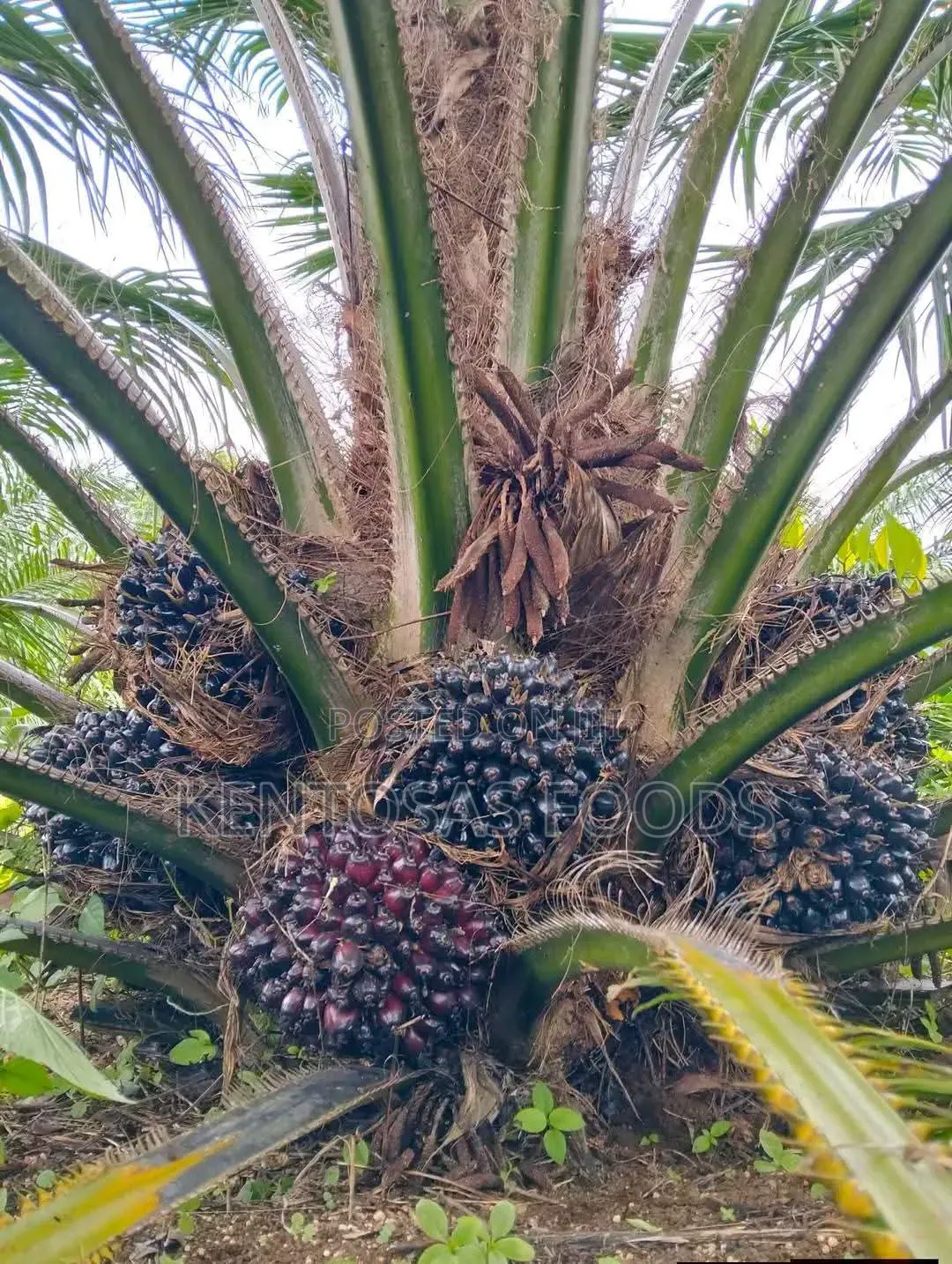 Premium 40-Acre Mature Oil Palm Plantation – Edo State for Sale in Uhunmwonde