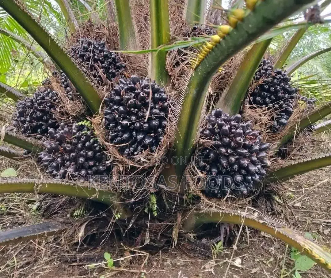 Premium 40-Acre Mature Oil Palm Plantation – Edo State for Sale in Uhunmwonde
