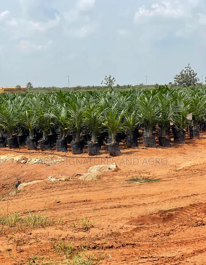 Invest in Farm Estate That Pays You Yearly While You Still Own D Land in Ukwa