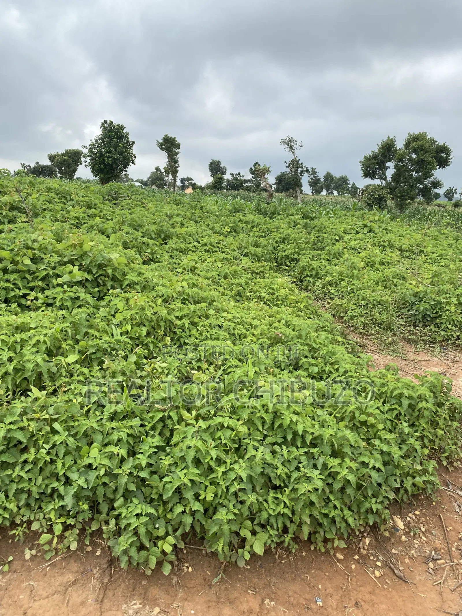 Hectare Sales at Apo Wassa - 200mill Per Hec in Wasa