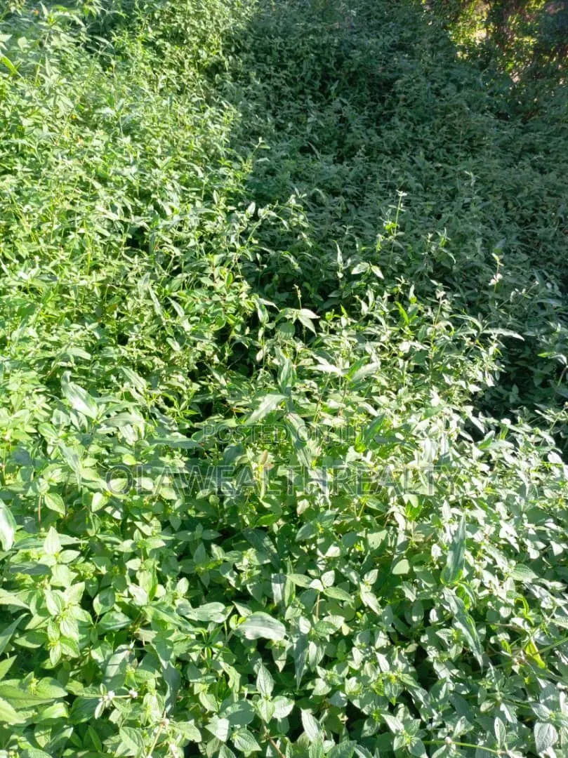 602sqm Estate Plot at Tiger Mini Estate Phase 3, Oojo in Ojoo