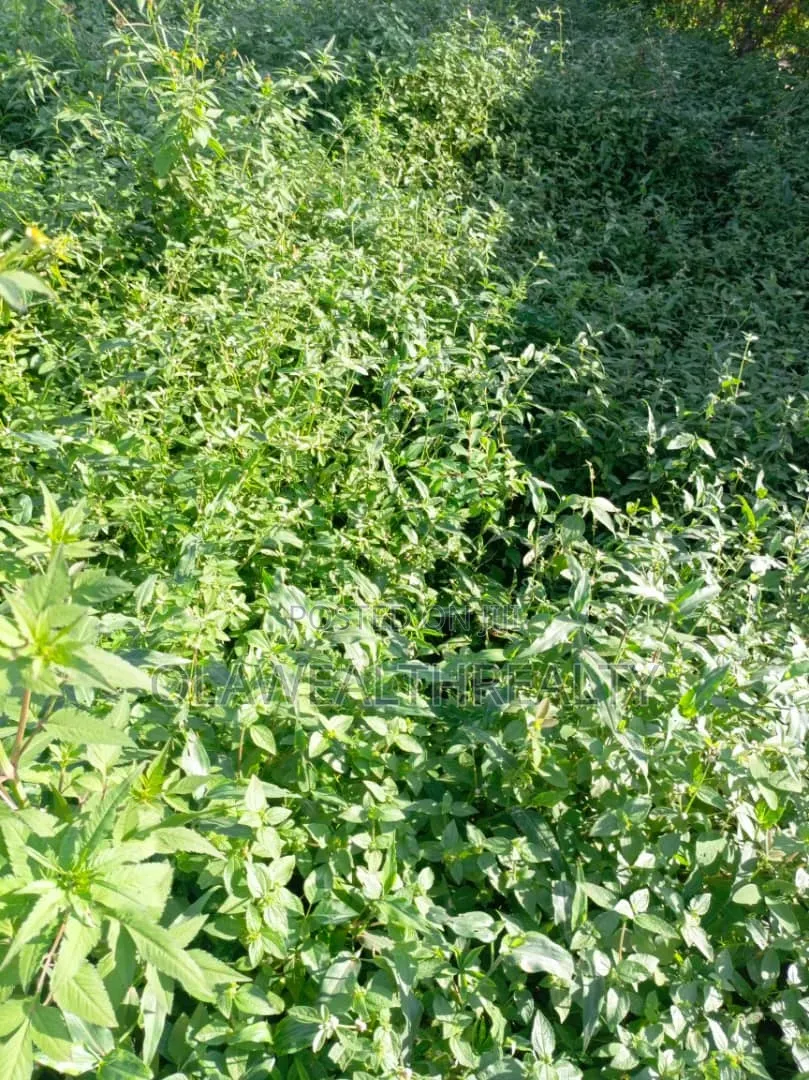 602sqm Estate Plot at Tiger Mini Estate Phase 3, Oojo in Ojoo