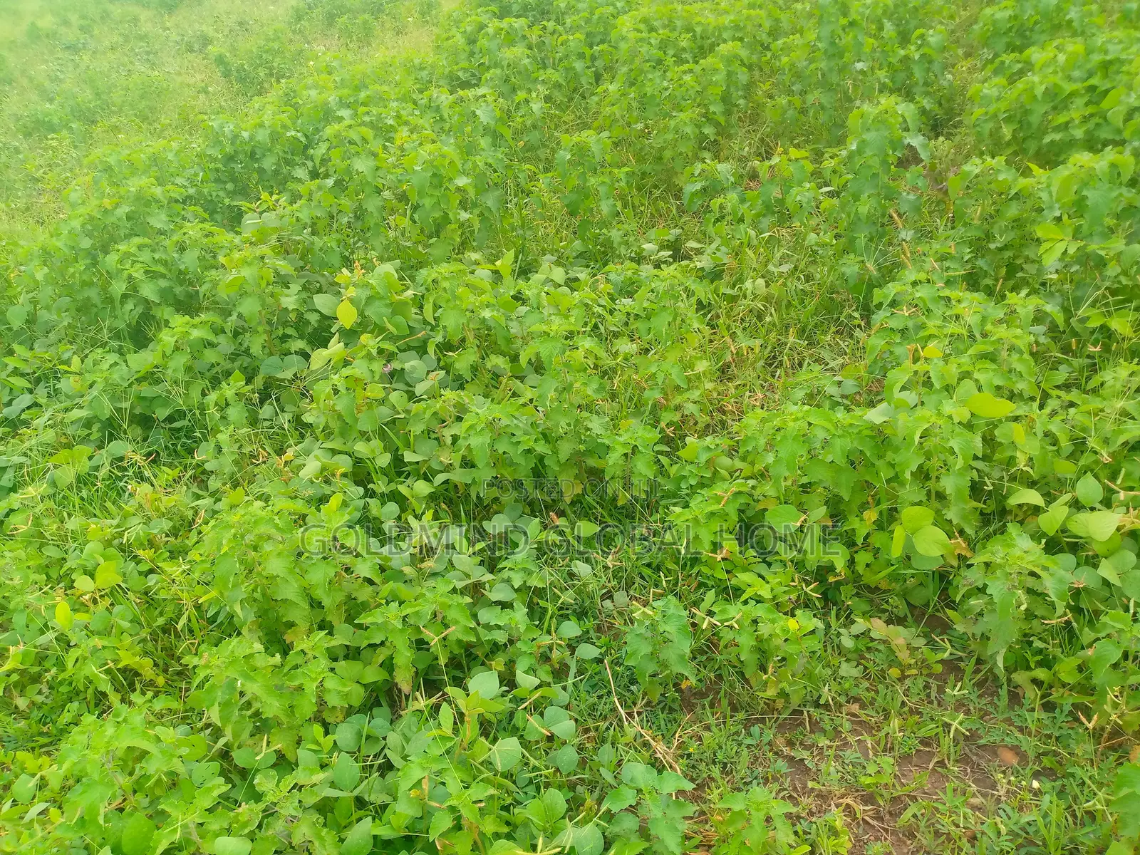 2 Hectares of Farmland for Sale in Kuje District. Abuja - Nigeria in Kuje