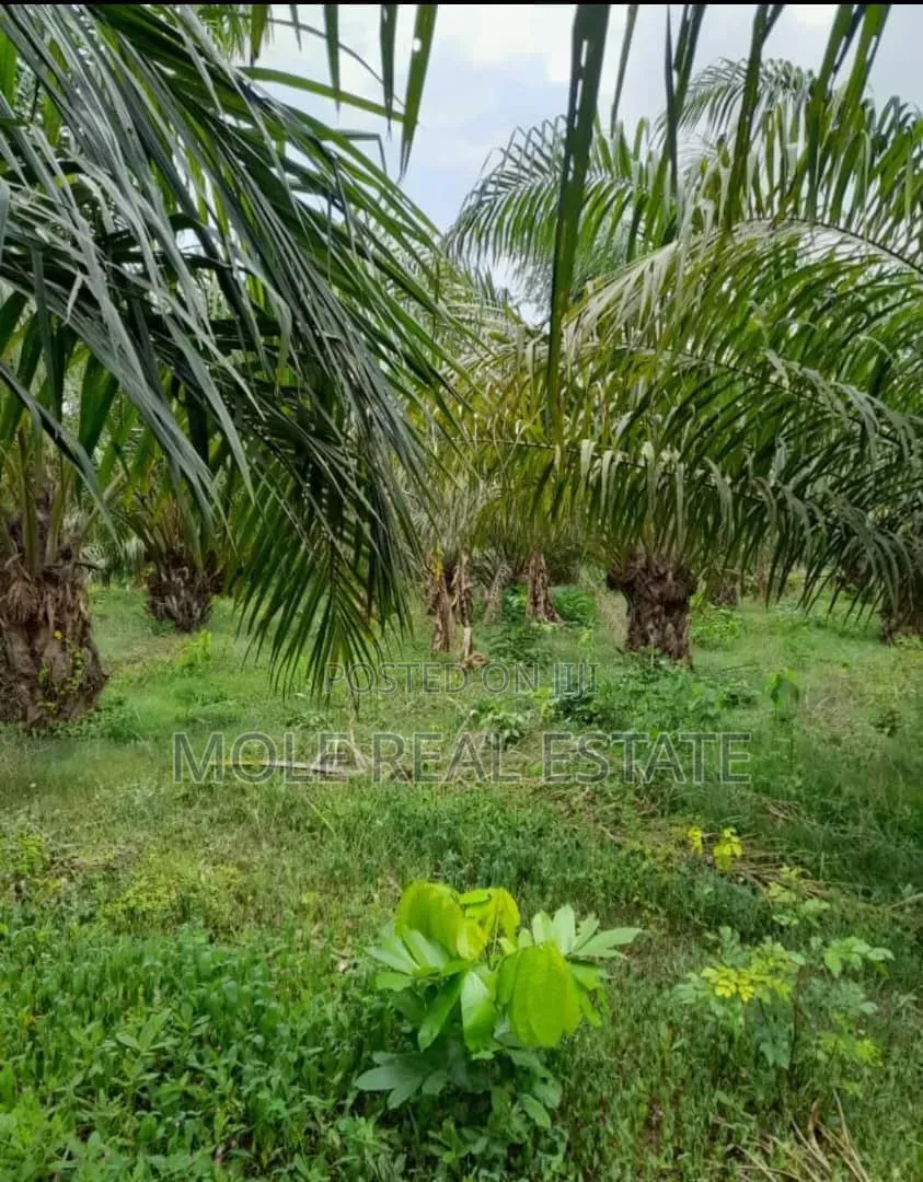 620 Acers Palm Tree Plantation Odeda Ibadan Oyo State in Ologuneru