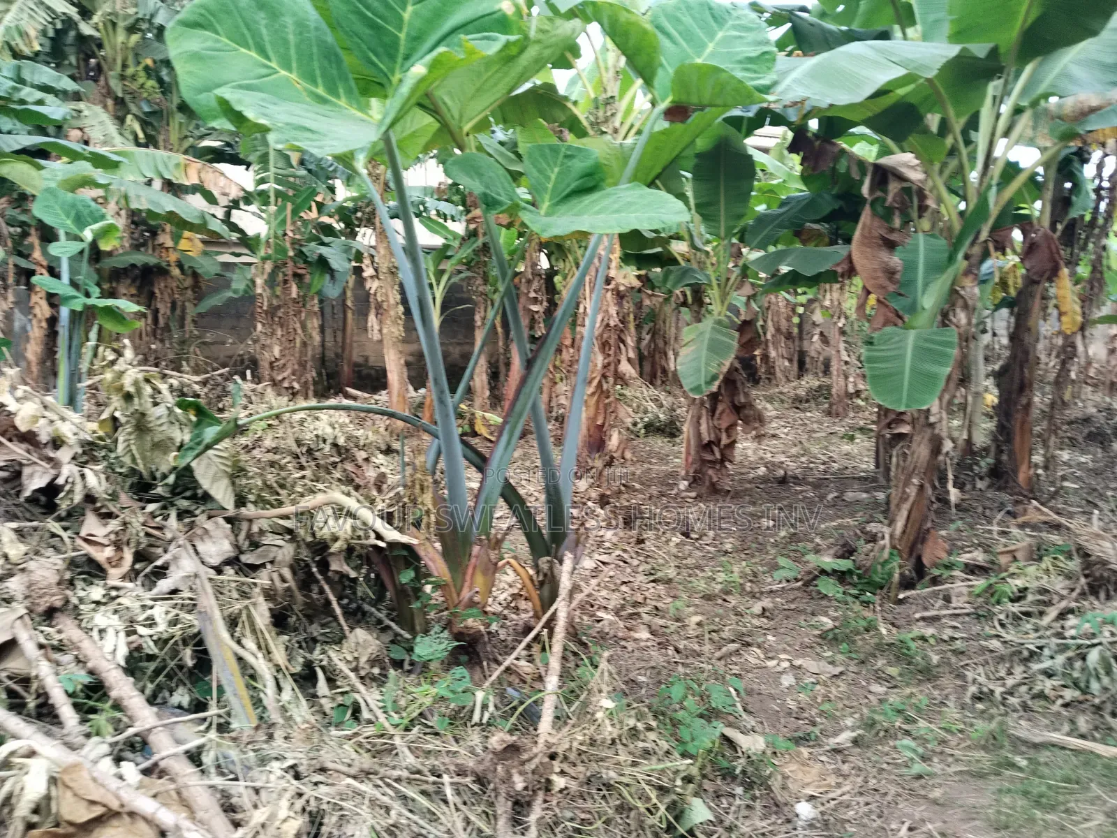 Investment /Development Land Standard Full Plot at Magboro in Obafemi-Owode