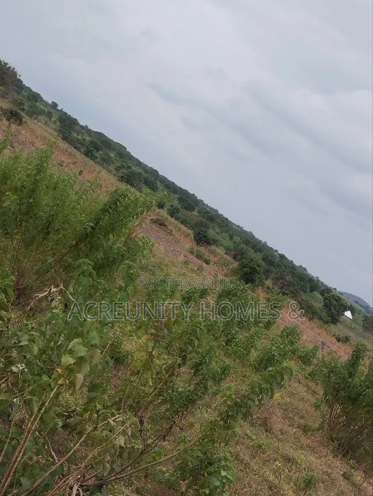 10 Acres Fertile Famland for Sale at the Back of NIKKO Iseyin-Oyo Road in Iseyin