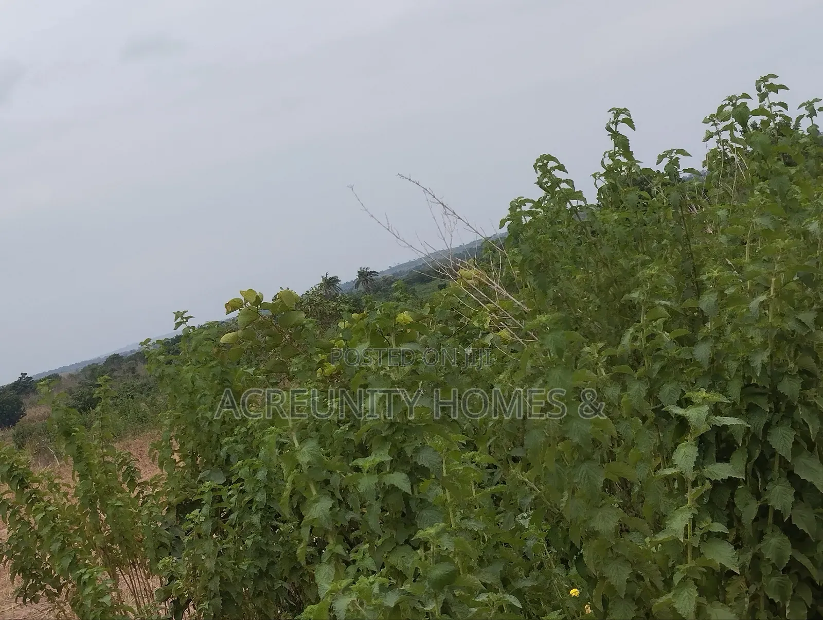 10 Acres Fertile Famland for Sale at the Back of NIKKO Iseyin-Oyo Road in Iseyin