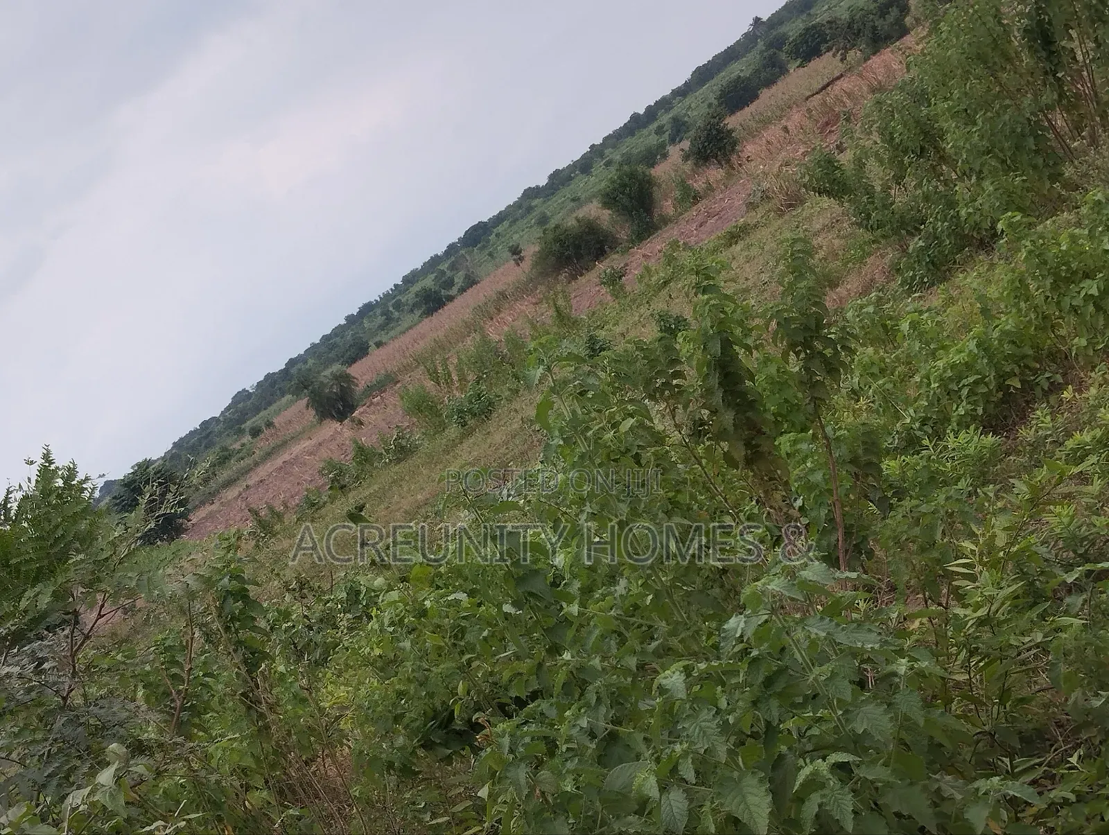 10 Acres Fertile Famland for Sale at the Back of NIKKO Iseyin-Oyo Road in Iseyin