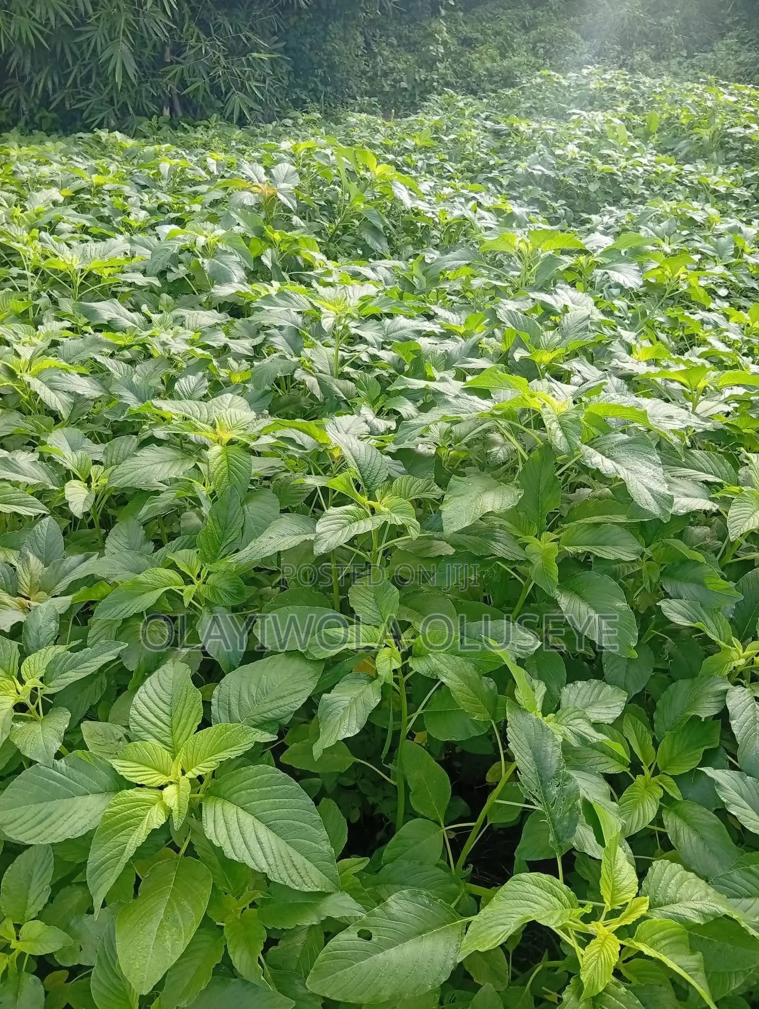 Land for Sale in Obafemi-Owode
