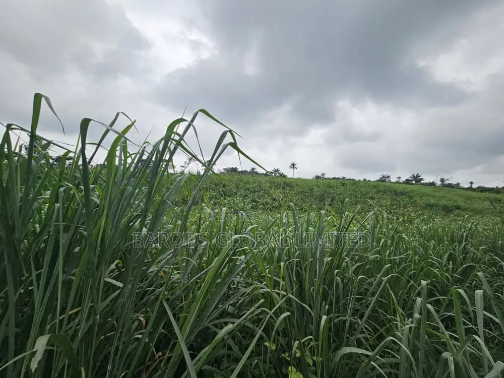 4 Acres of Farmland for Sale in Obafemi-Owode