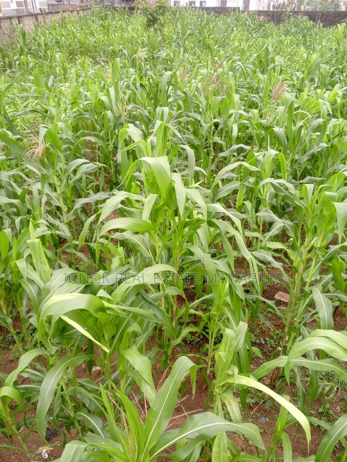 1000sqm Land Dape District in Dape