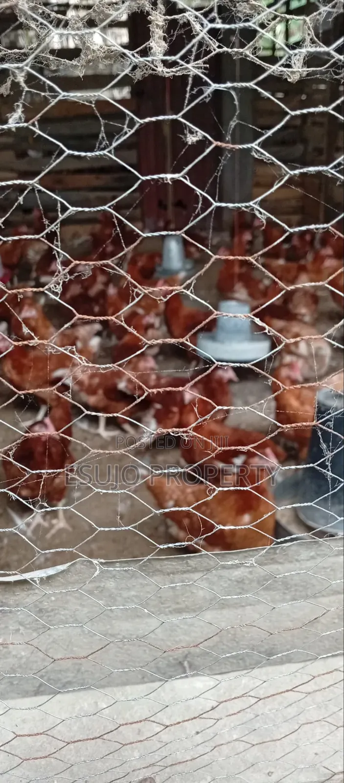 Distress Poultry Farm for Sale in Uyo