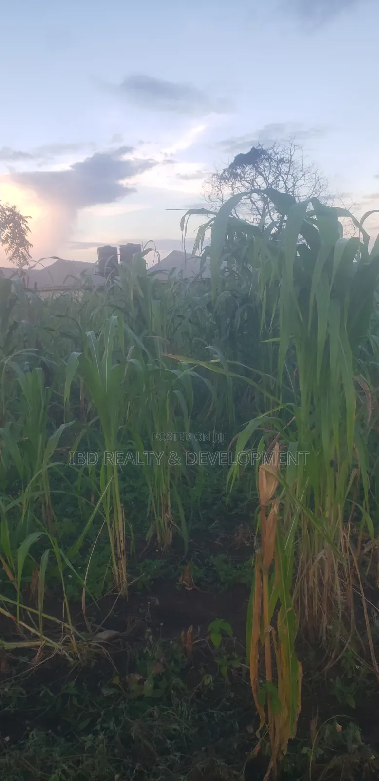 Two Plot of Land in Moro