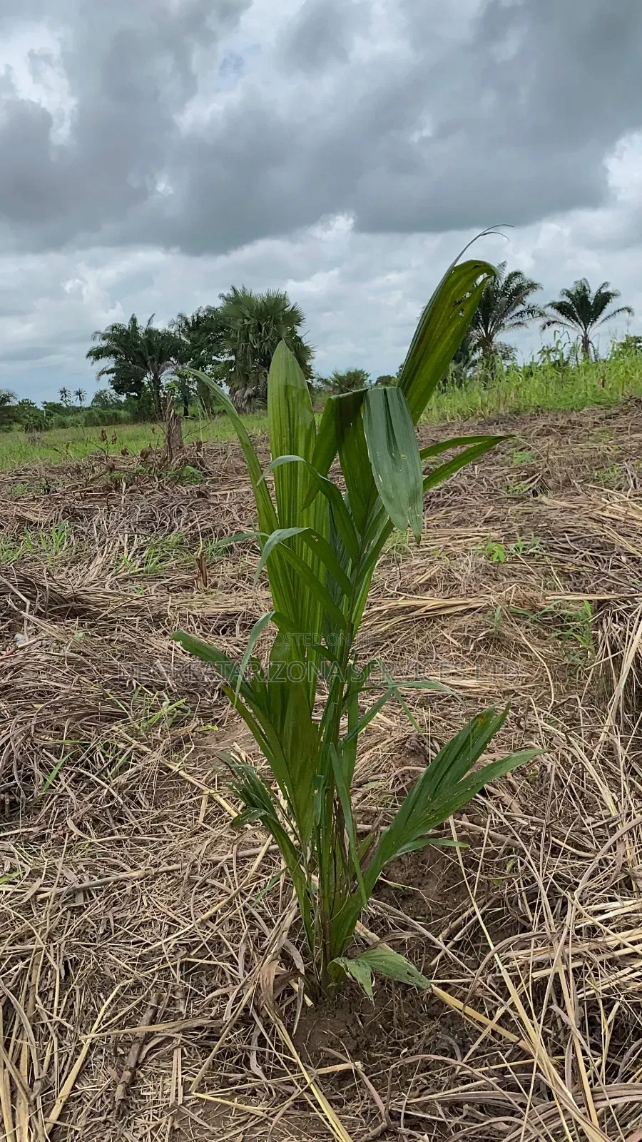 Affordable Farmland for Sale in Ifite-Ogwari, Anambra- ₦1.9M Per Plot in Ayamelum