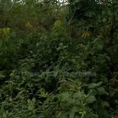 50 Acres of Land Available at Ijaye, Akinyele Local Goverment in Akinyele