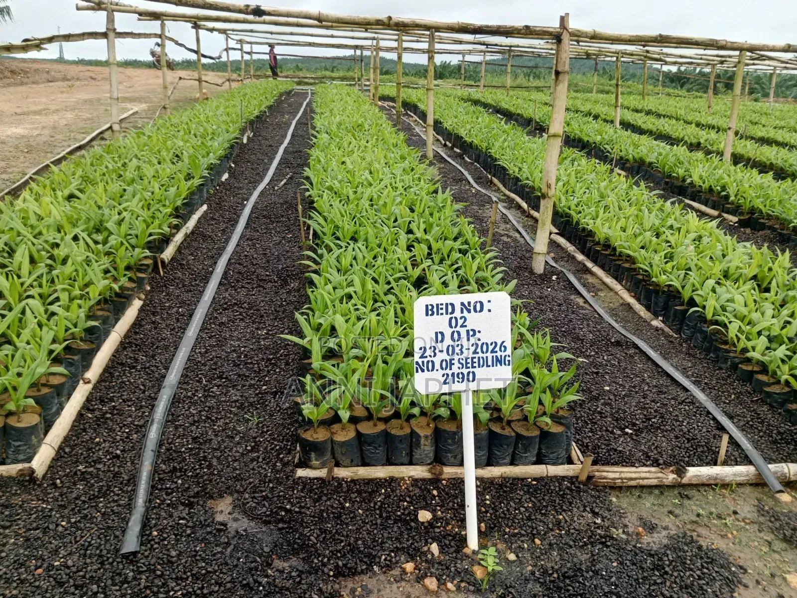 Palm Farm for Sale, Abeokuta in Abeokuta North