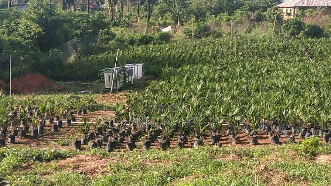 Palm Farm for Sale, Abeokuta in Abeokuta North