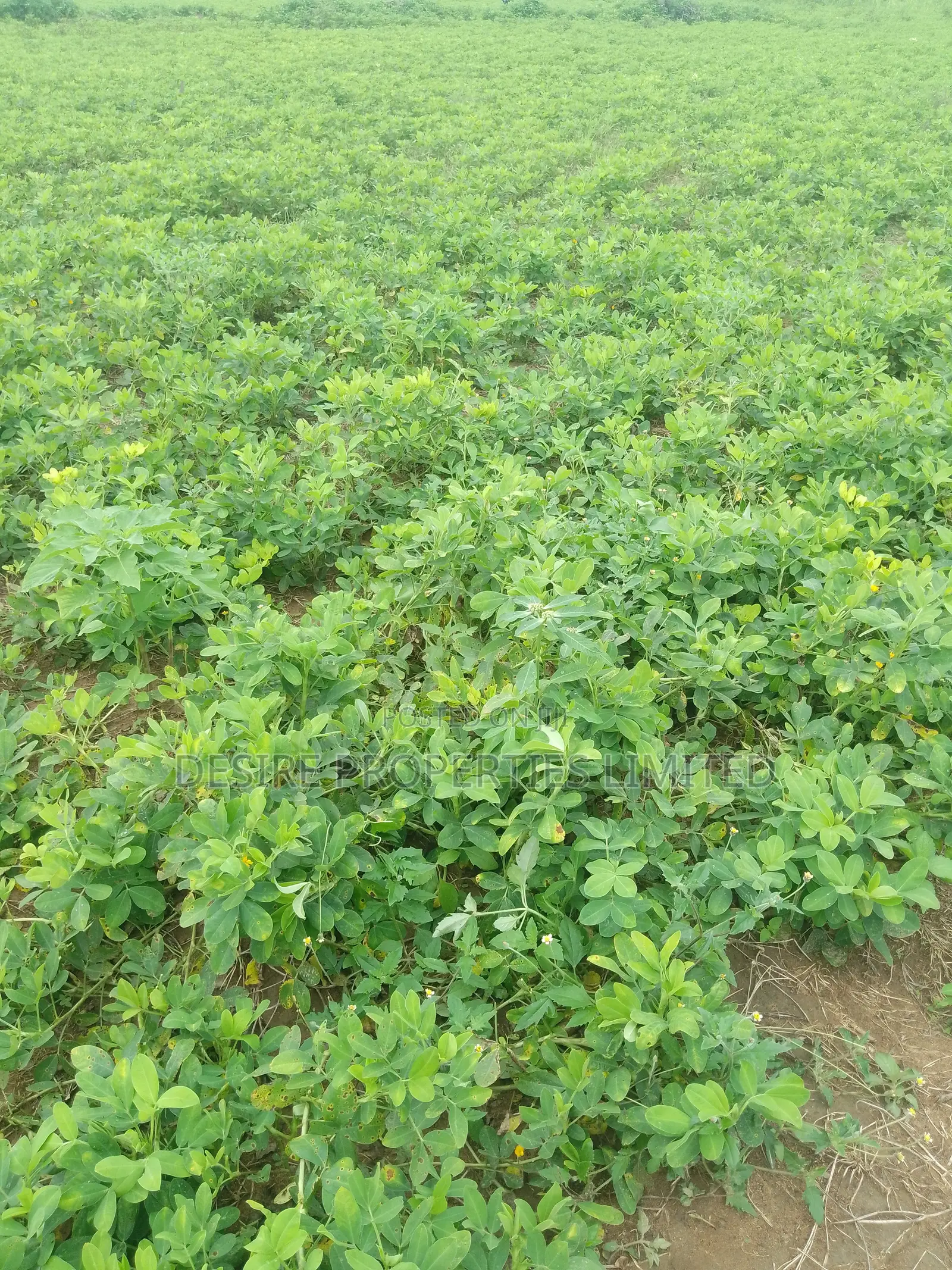 Land for Sale in Kuje Kuchiyako Abuja in Kuje