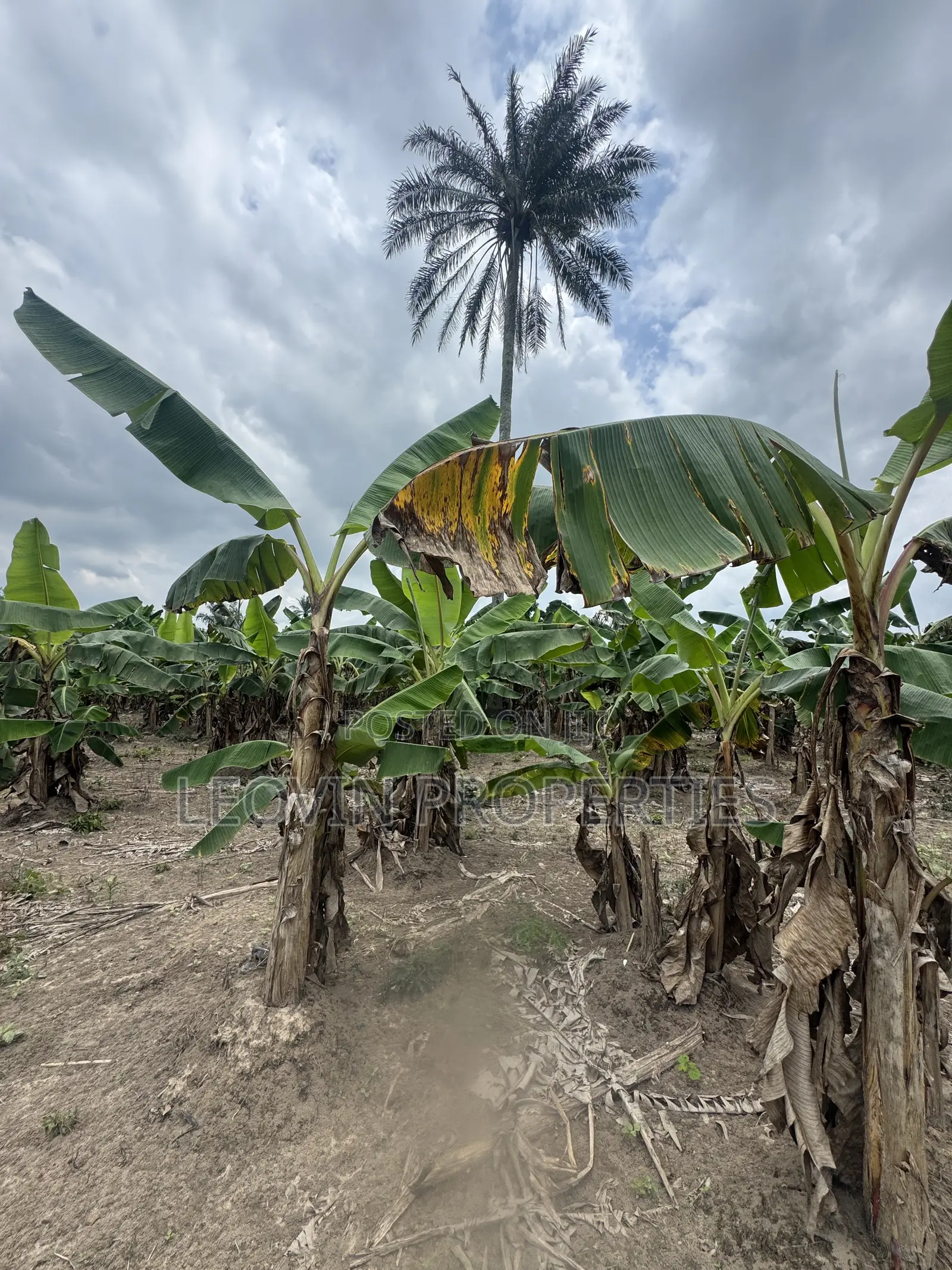 600sqm Farm Land Investment With ₦ Deposit in Ijebu Ode