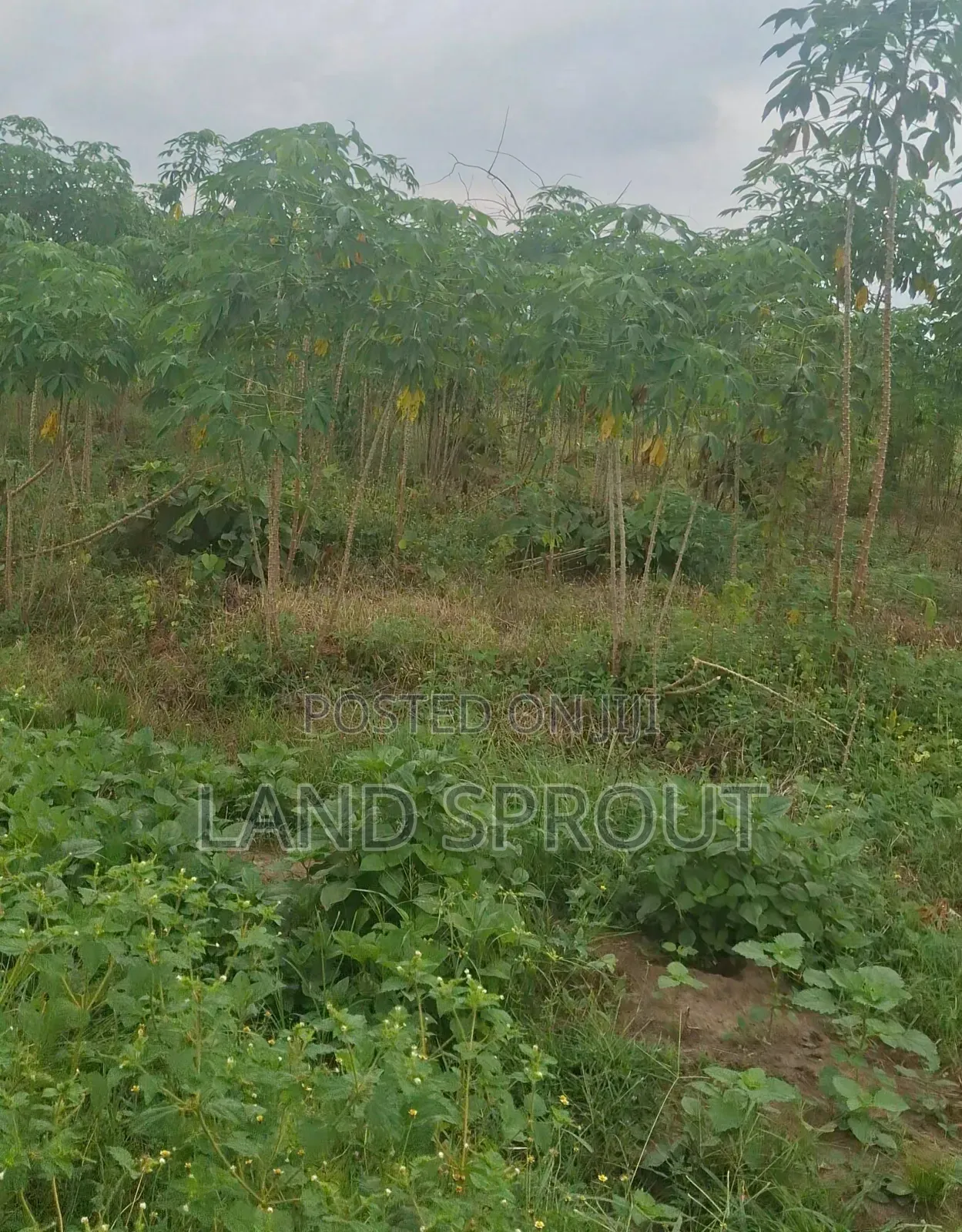 Per Acre Farmland for Sale at Aba-Imo, Ido, Ibadan in Ido