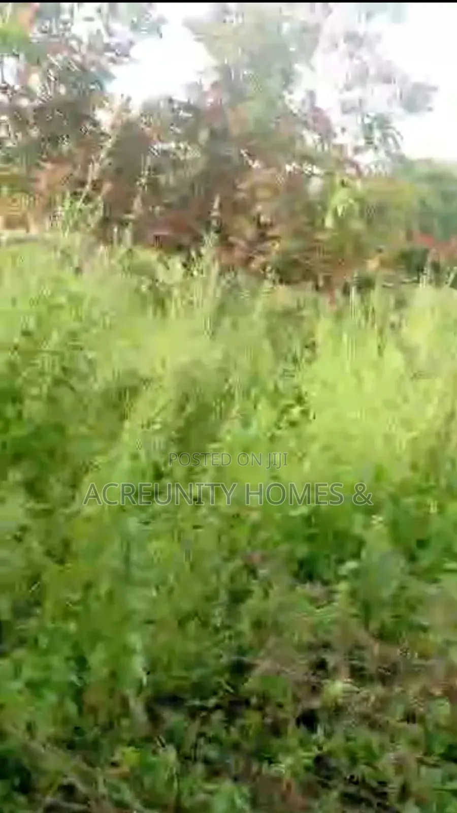 10 Acres of Fertile Farmland for Sale at Soku Fashola Area, Iseyin in Iseyin