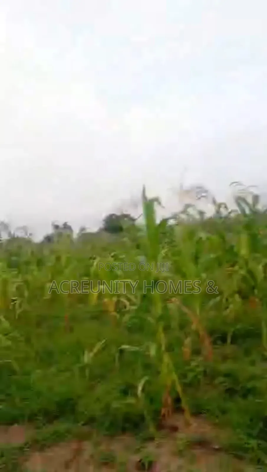 50 Acres of Land Available at Alaga, Along Iseyin-Saki Express Way in Itesiwaju
