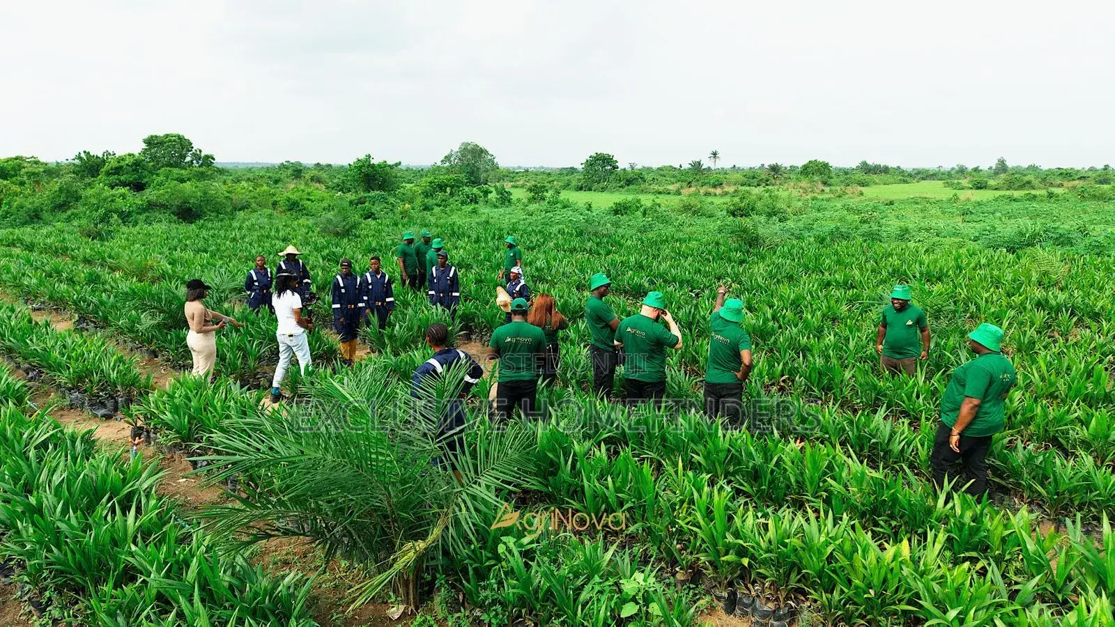 Investment Palm Farm Land With Harvest Income Potential – Abeokuta in Abeokuta North