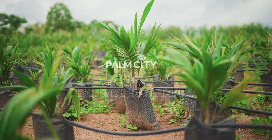 Strategic Investment Land – Palm City | Flexible Payment Plan in Ogbomosho / Ogbomosho South