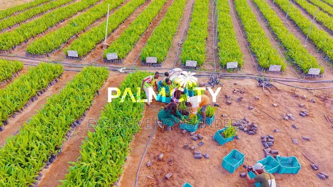 Strategic Investment Land – Palm City | Flexible Payment Plan in Ogbomosho / Ogbomosho South