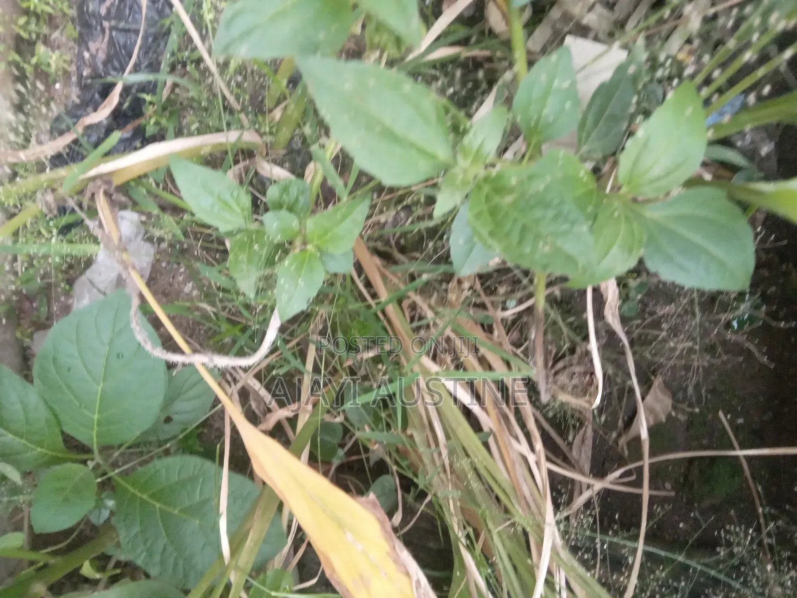 65 Hectrs of Land at Idu Main, Abuja for Sale in Idu Industrial