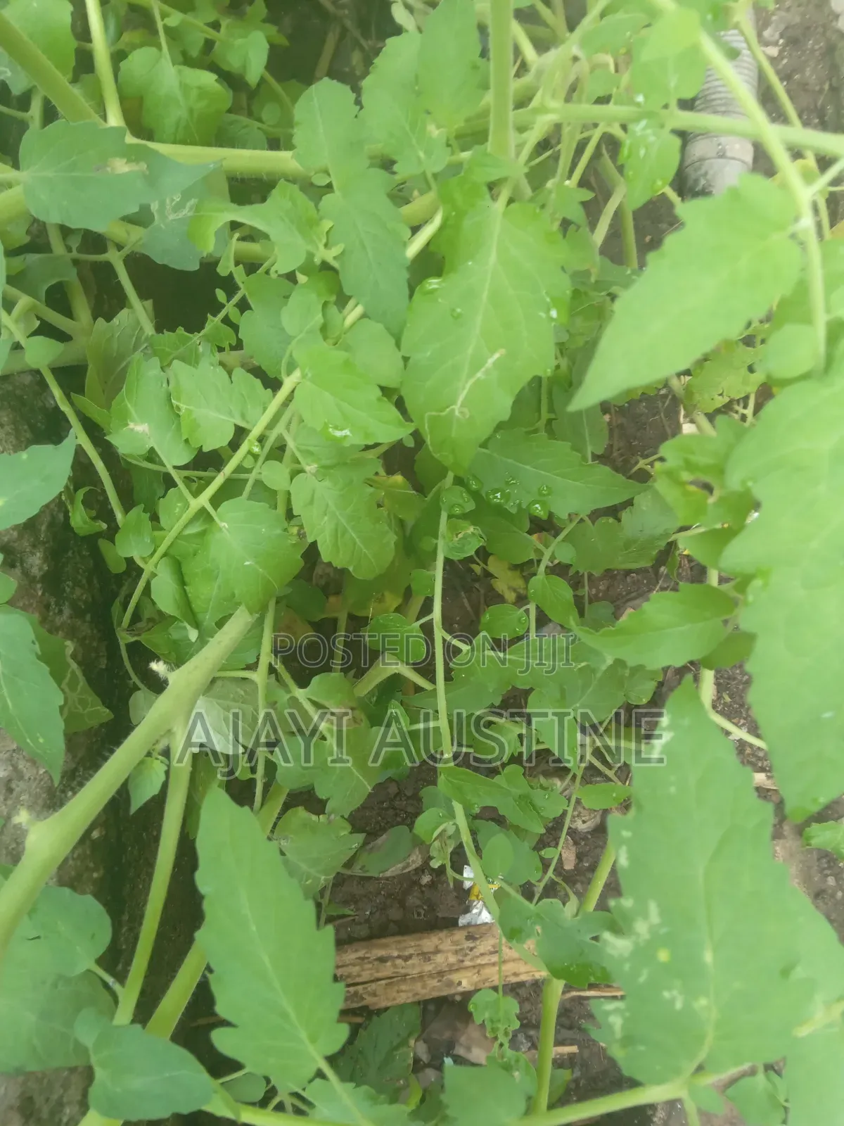 1926 Square Meters Land at Gwaripa for Sale in Dape