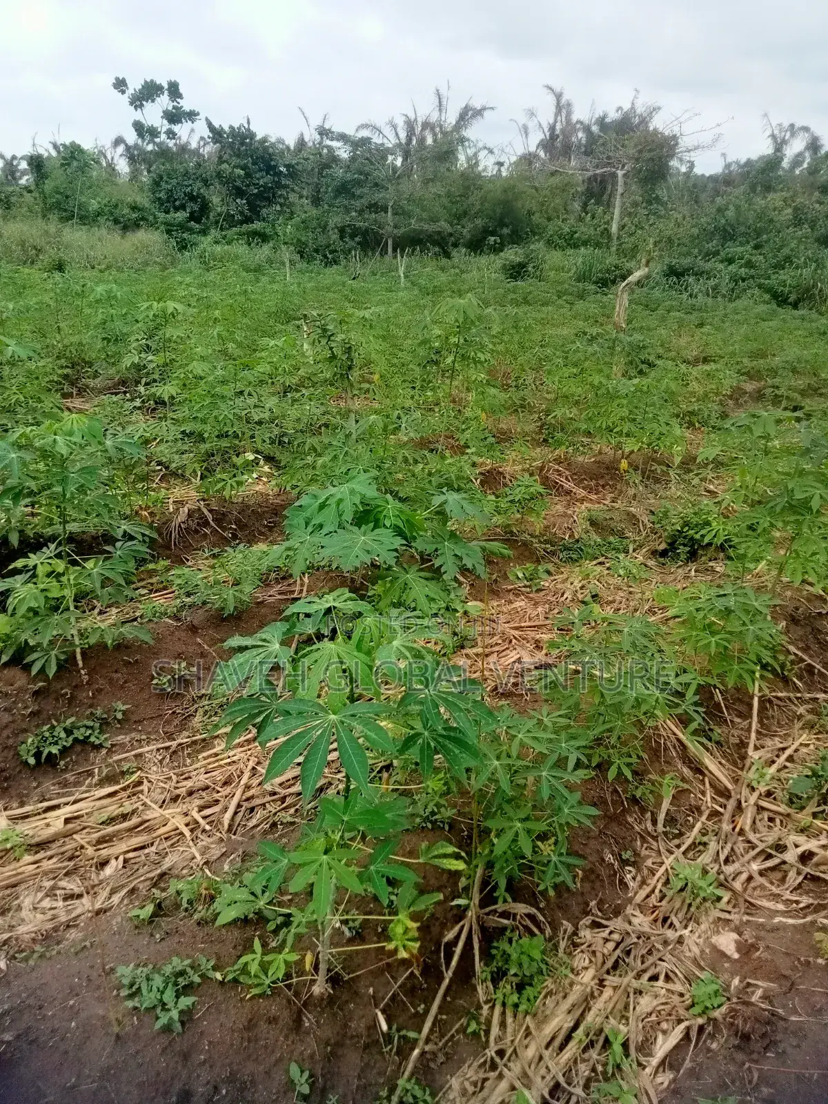 Half Plot for Sale Abiola Arobieye 5m in Ado-Odo/Ota