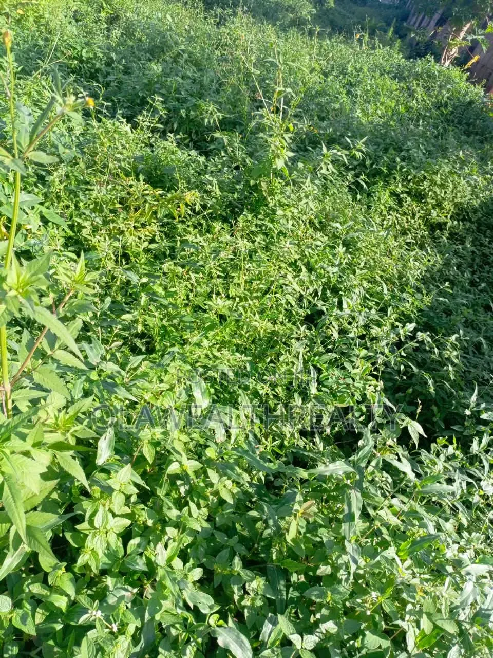 3,475sqm Residential Land at Asokoro in Guzape District