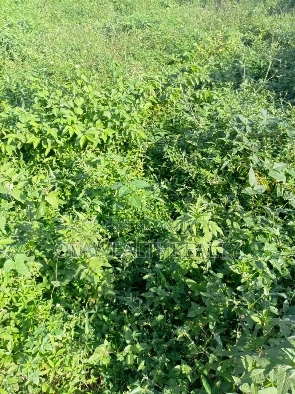 9,010sqm Commercial Land at Idu in Idu