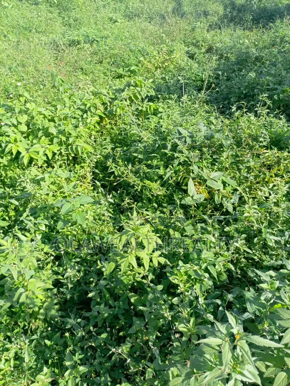 2 Hectares Residential Land at Wasa Phase 1 in Wasa