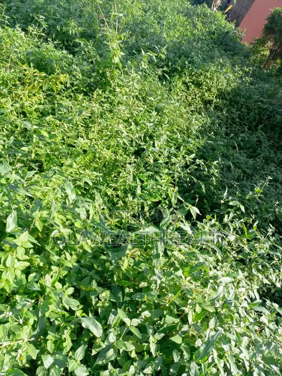 2 Hectares Residential Land at Wasa Phase 1 in Wasa