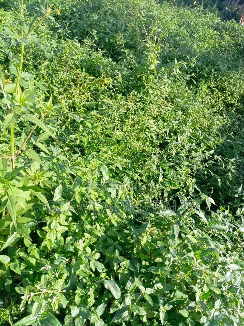 1,800sqm Residential Land at Kaura in Kaura