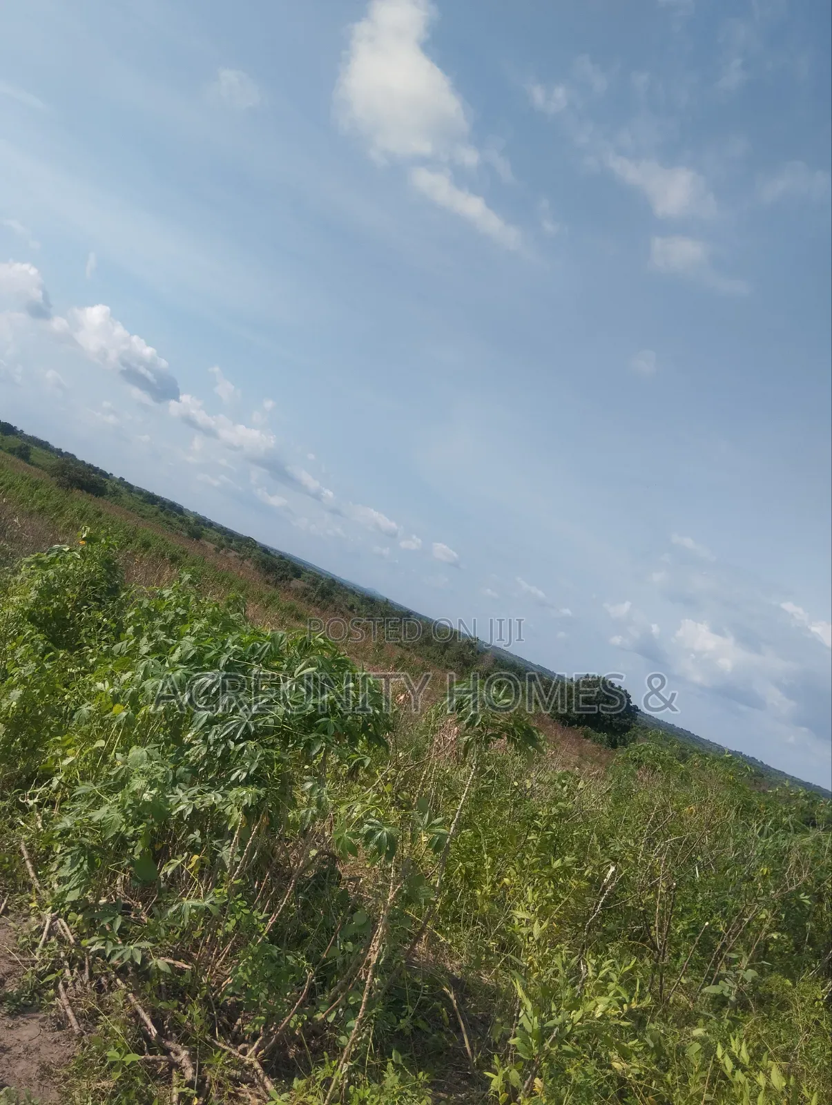 4000 Acres of Fertile Farmland for Sale at Iwere-Ile, Iwajowa LGA in Iwajowa