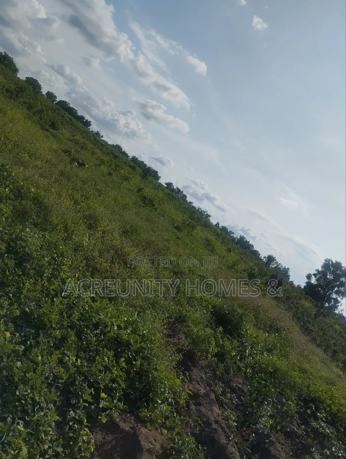 4000 Acres of Fertile Farmland for Sale at Iwere-Ile, Iwajowa LGA in Iwajowa