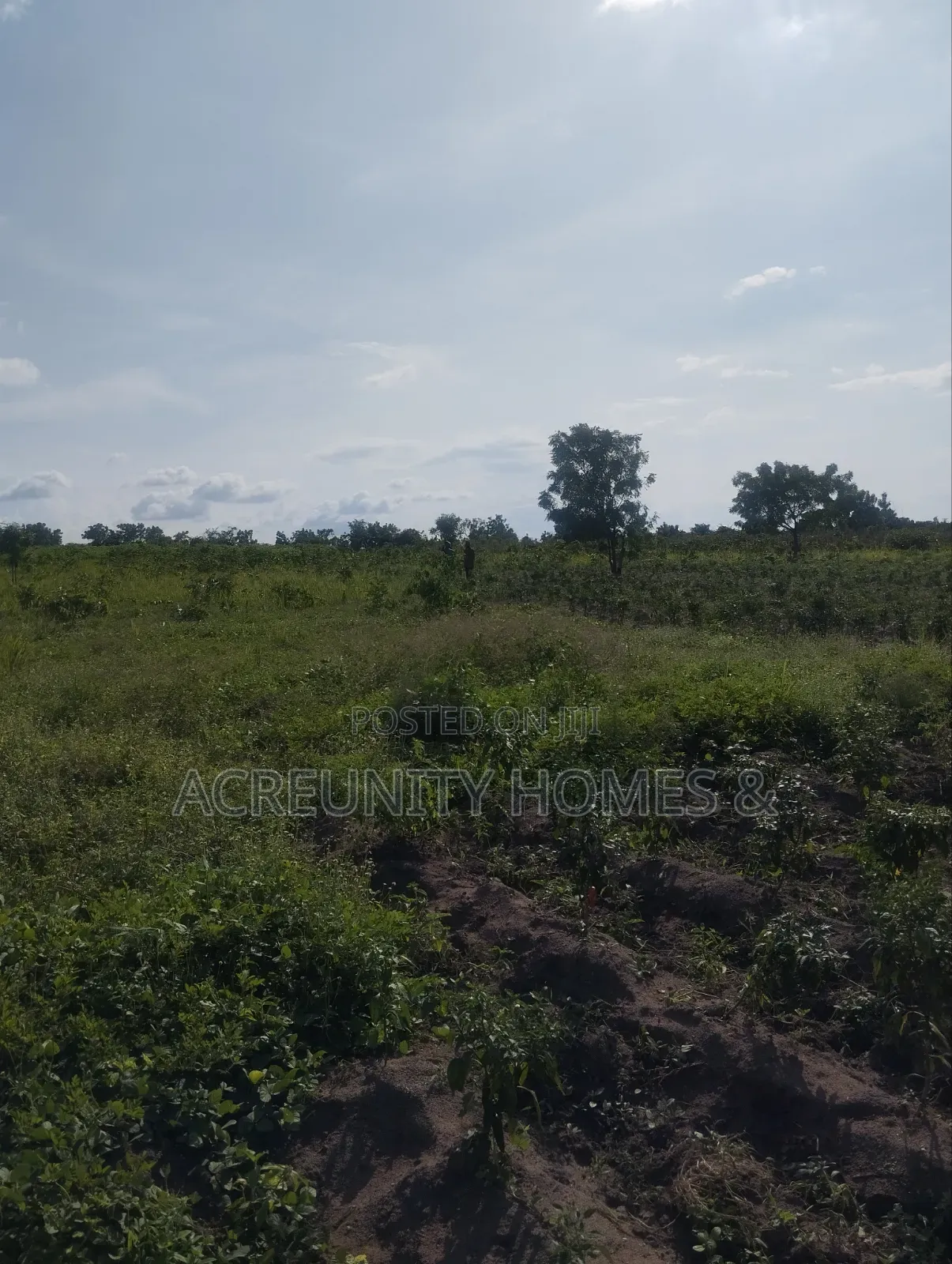 4000 Acres of Fertile Farmland for Sale at Iwere-Ile, Iwajowa LGA in Iwajowa