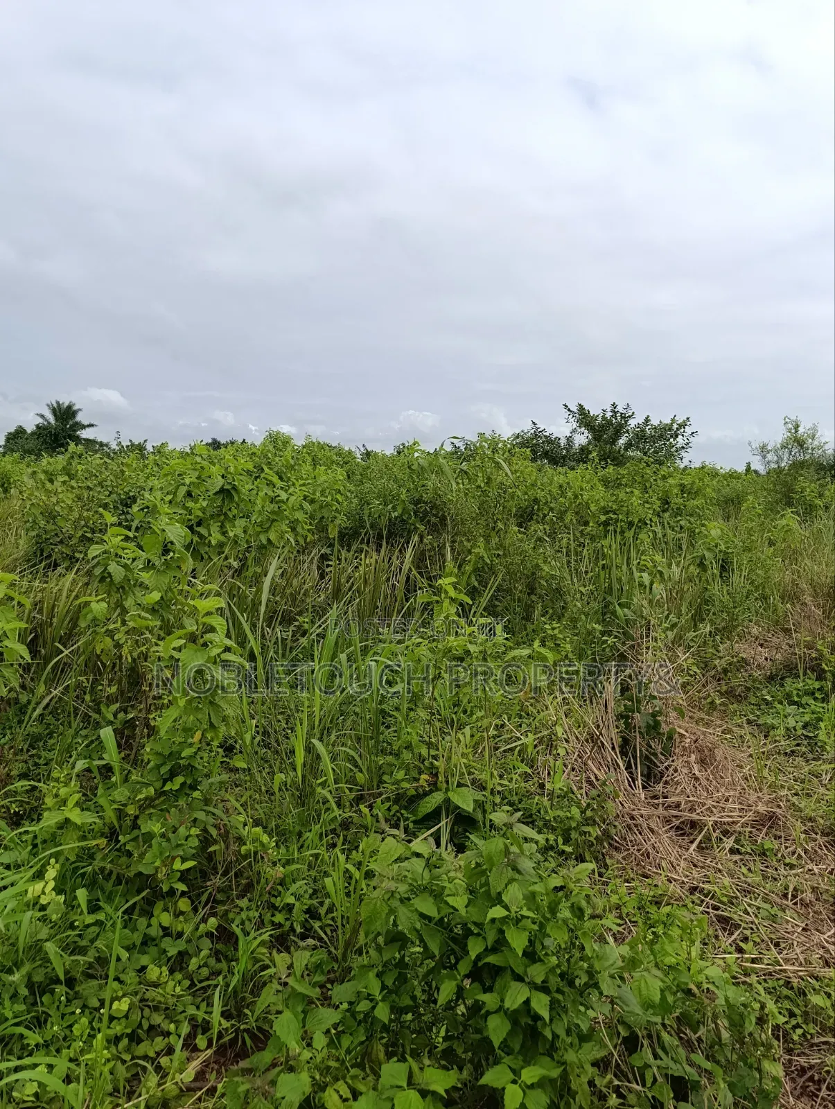 Industrial Farmland at Awowo Ogun State in Ifo