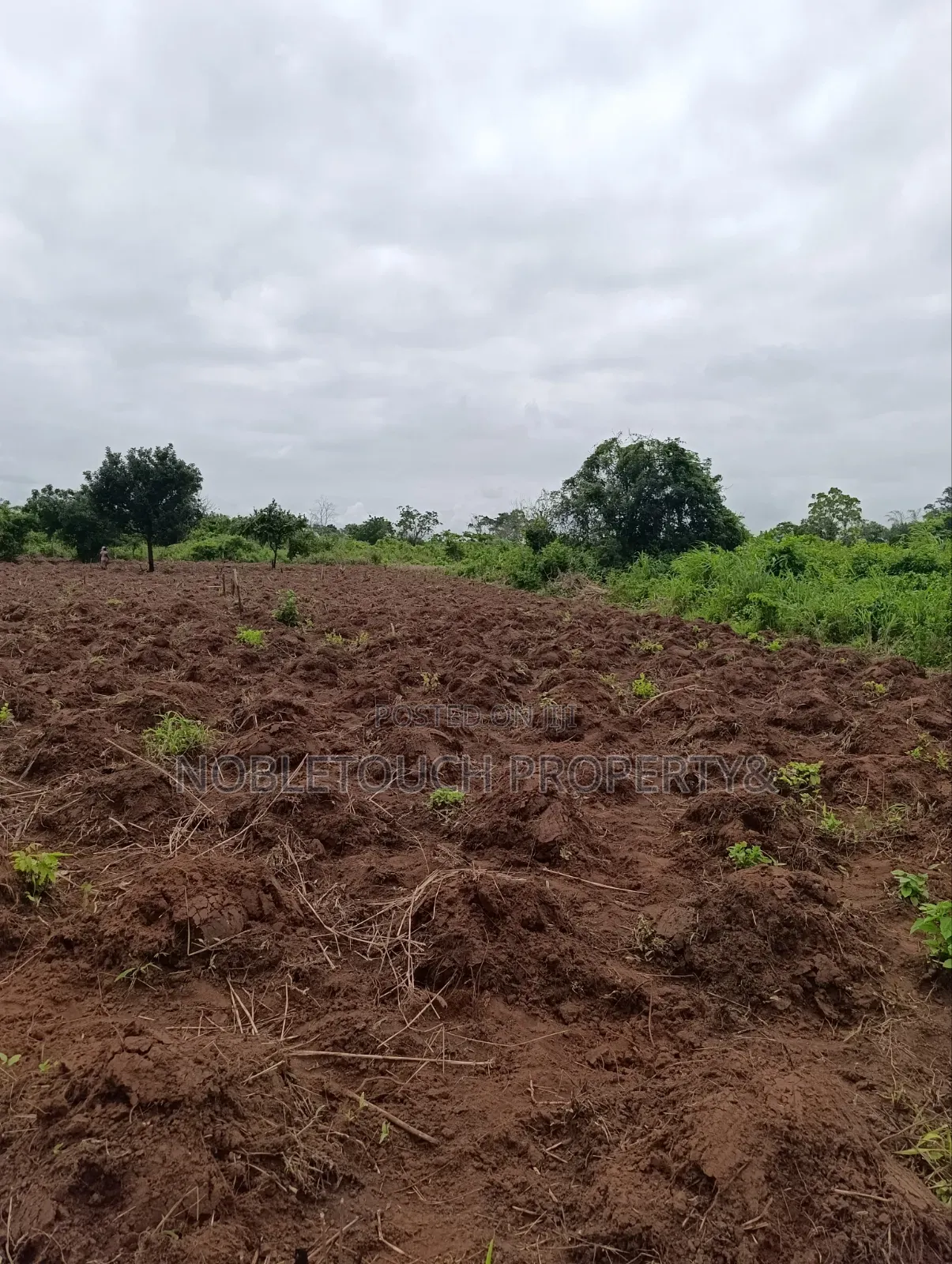 Industrial Farmland at Awowo Ogun State in Ifo